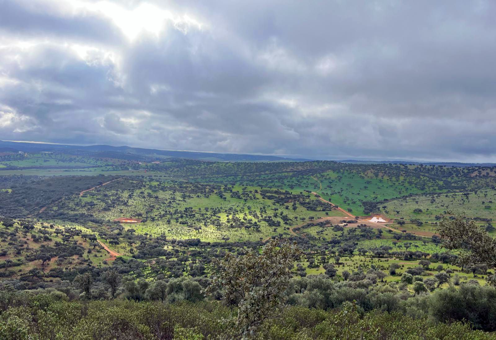 Montanera del cerdo ibérico